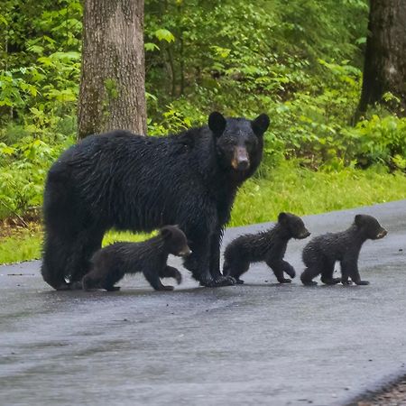 Bear Den, Hot Tub, 1089 Of Free Attraction Tickets For Each Paid Day, Dollywood And More! 세비어빌 외부 사진